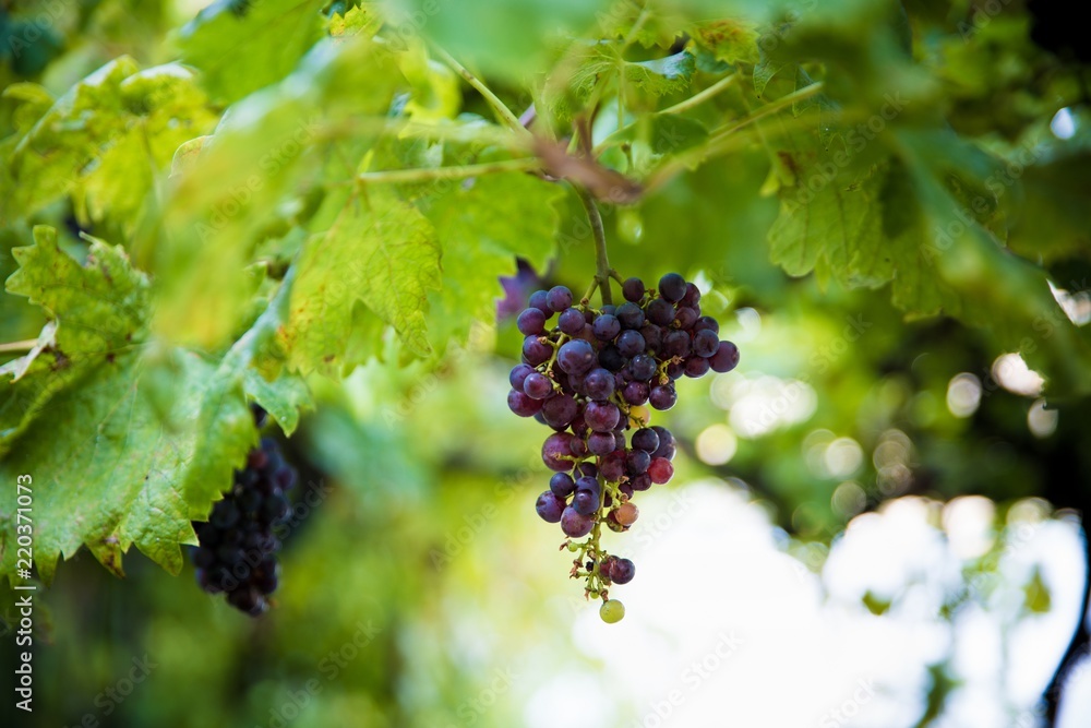 Purple grapes on tree at the summer