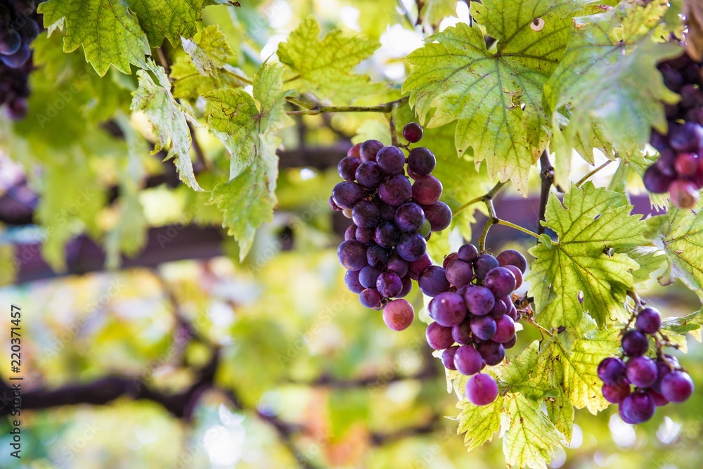 Purple grapes on tree at the summer