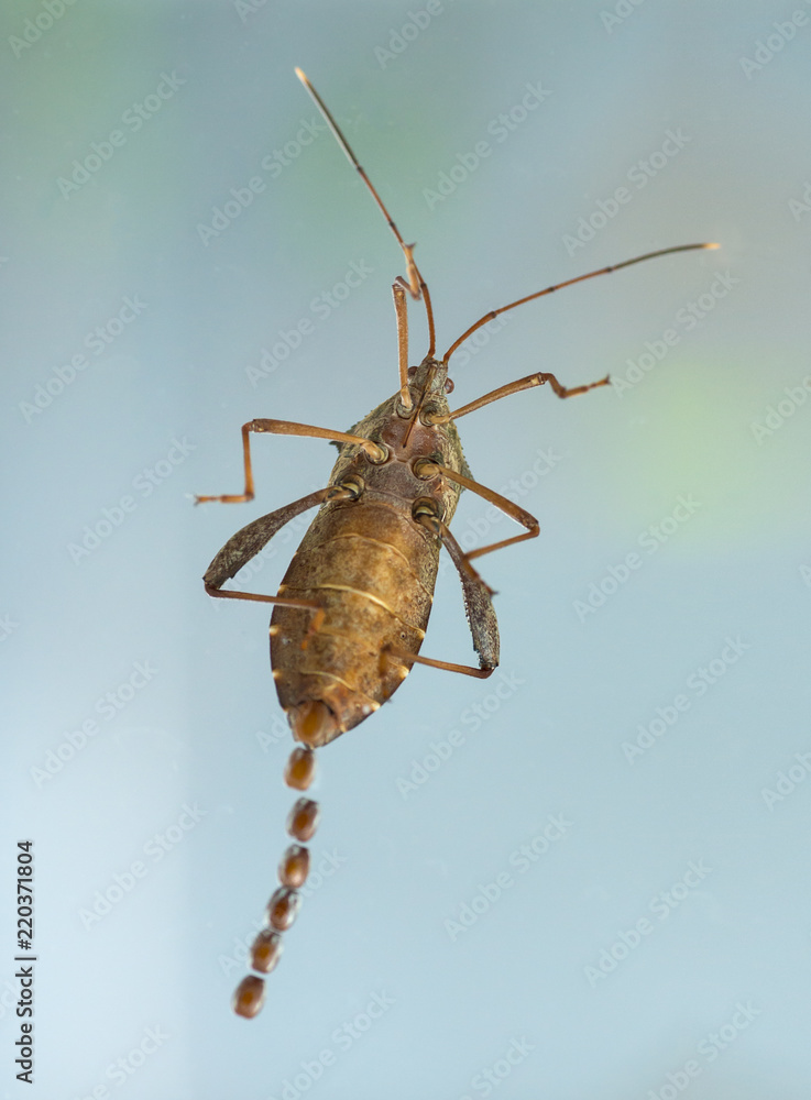 Bug laying eggs Bug laying eggs