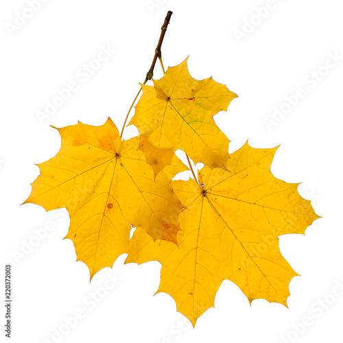 Autumn branch isolated on white background.
