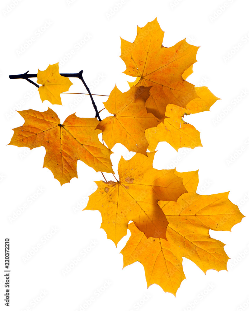 Fototapeta premium Autumn branch isolated on white background. 