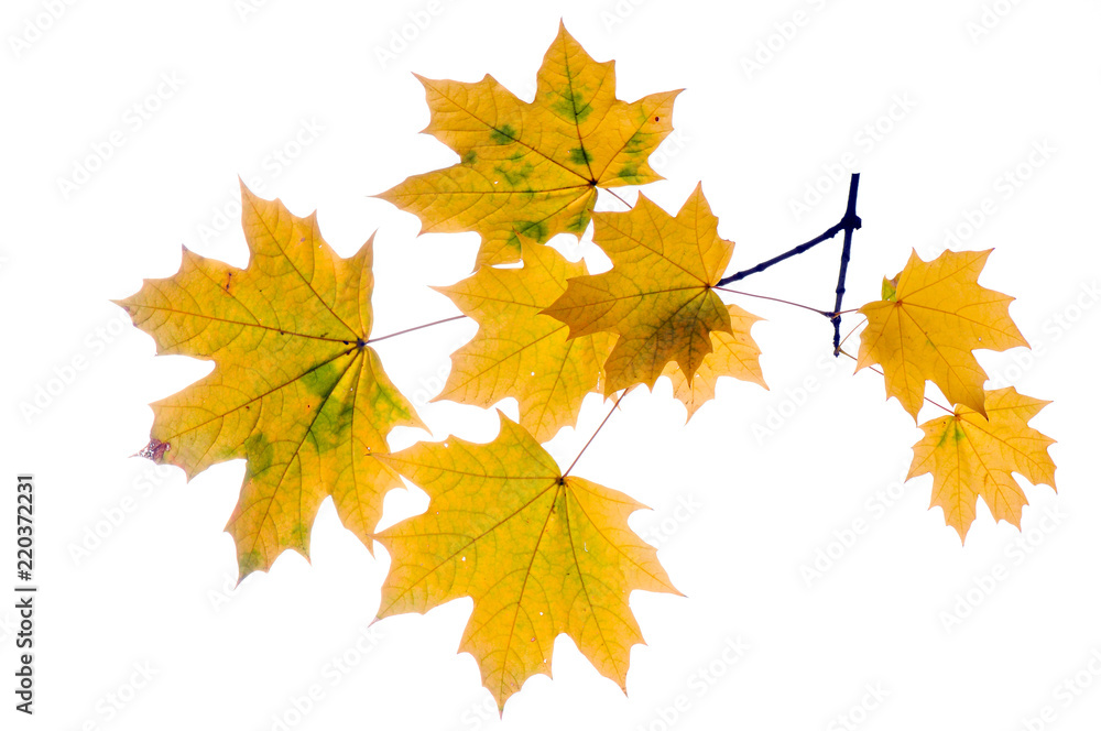 Autumn branch isolated on white background.
Autumn branch isolated on white background.
