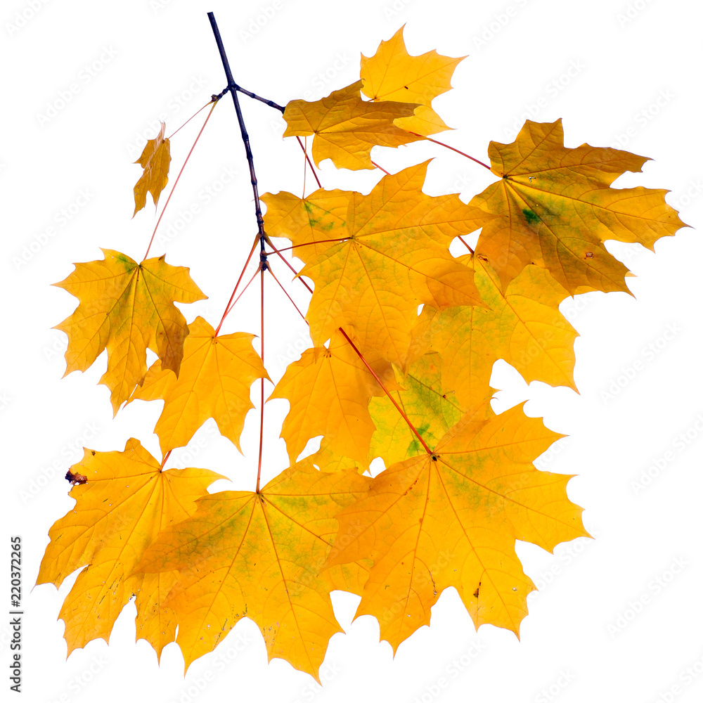 Obraz premium Autumn branch isolated on white background. 