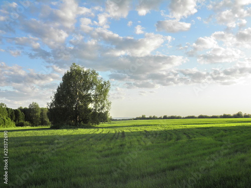 Summer field