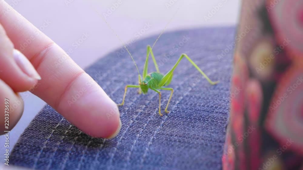 Slo-mo - grasshopper moves away from approaching human finger. Slo-mo - grasshopper moves away from approaching human finger.