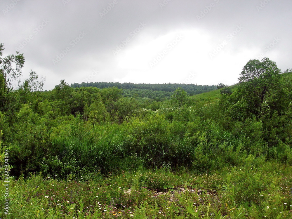 siberian summer landscape siberian summer landscape