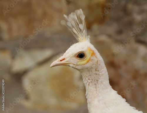 Portrait of a white peacock