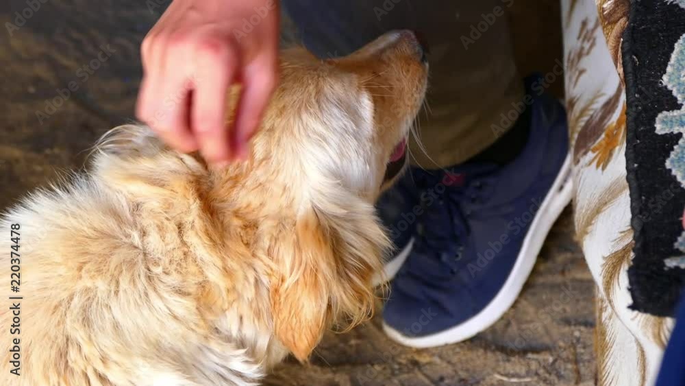 animal love and people are caressing the head of a dog,children are caressing a dog,
animal love and people are caressing the head of a dog,children are caressing a dog,
