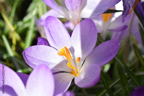 Crocus