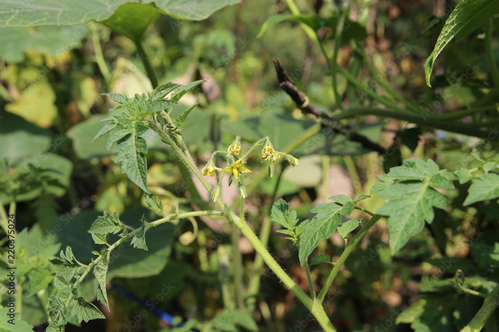 Solanum lycopersicum, commonly known as a tomato plant Solanum lycopersicum, commonly known as a tomato plant