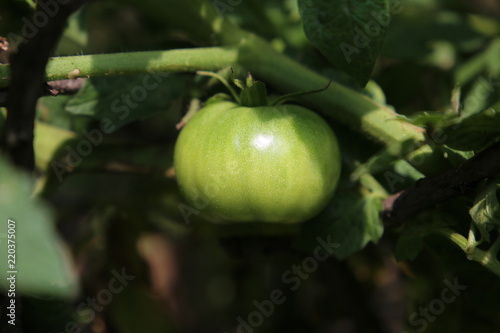 Fresh tomato with morning sunlight