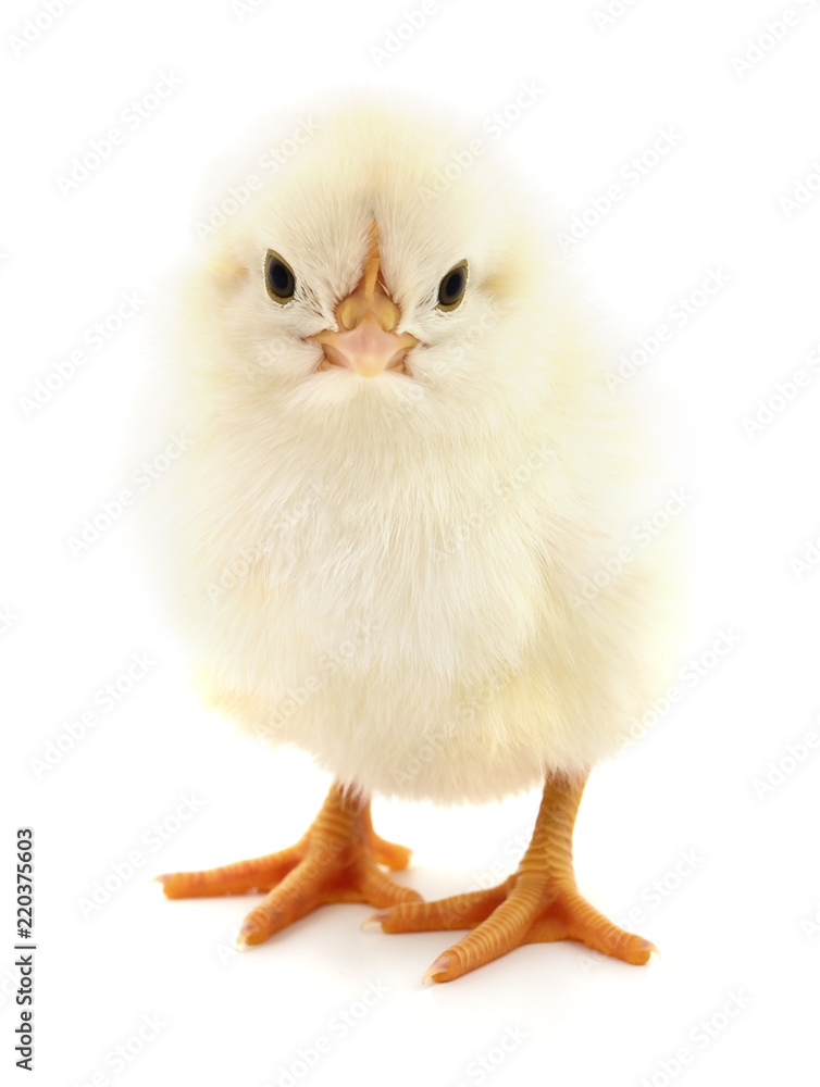 Fototapeta premium Small yellow chicken