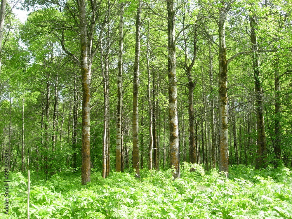 siberian summer forest siberian summer forest
