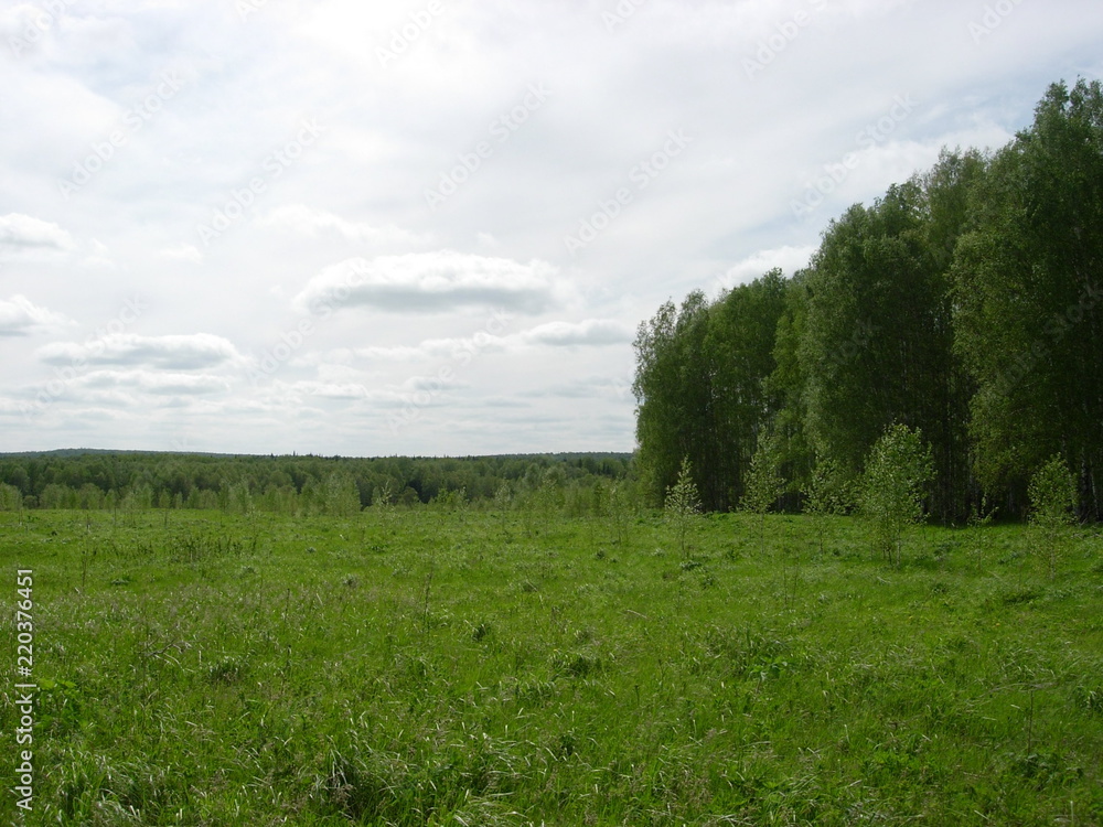 Obraz premium Summer siberian forest