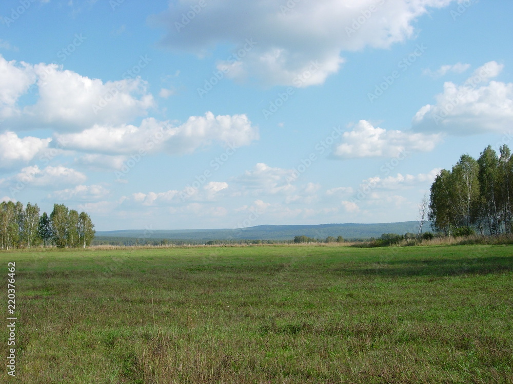 Summer siberian forest