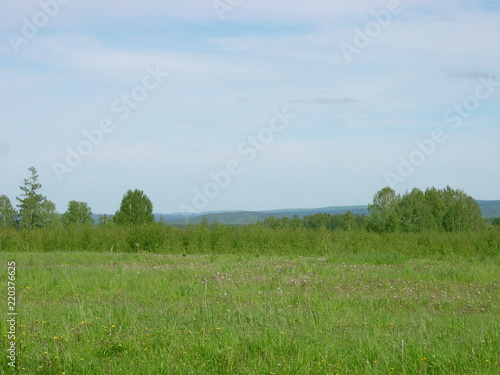 Summer siberian forest