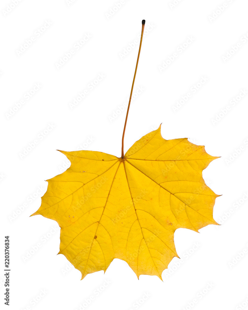 Obraz premium Autumn leaf isolated on white background.