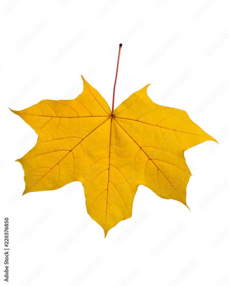 Autumn leaf isolated on white background. Autumn leaf isolated on white background.
