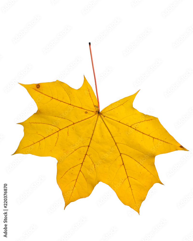 Obraz premium Autumn leaf isolated on white background.