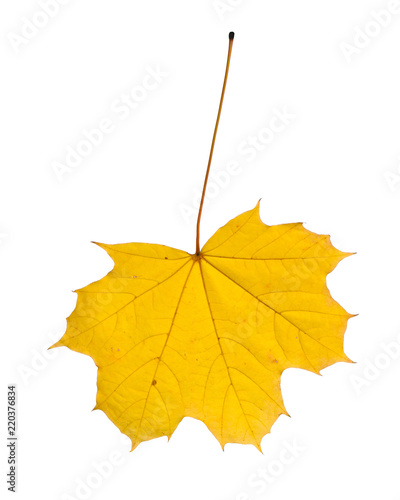 Autumn leaf isolated on white background.