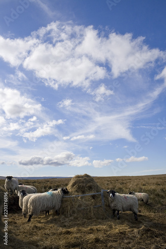 Sheep eating hay © hatheyphotos