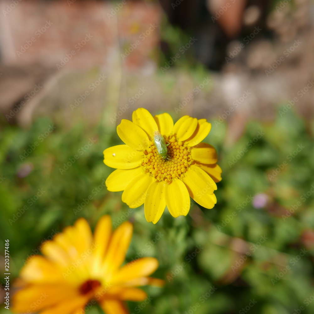 Obraz premium Green beetle on yellow flower