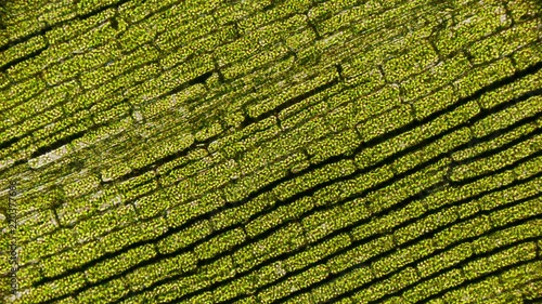 movement of chloroplasts with chlorophyll in a leaf of elodea under microscope 