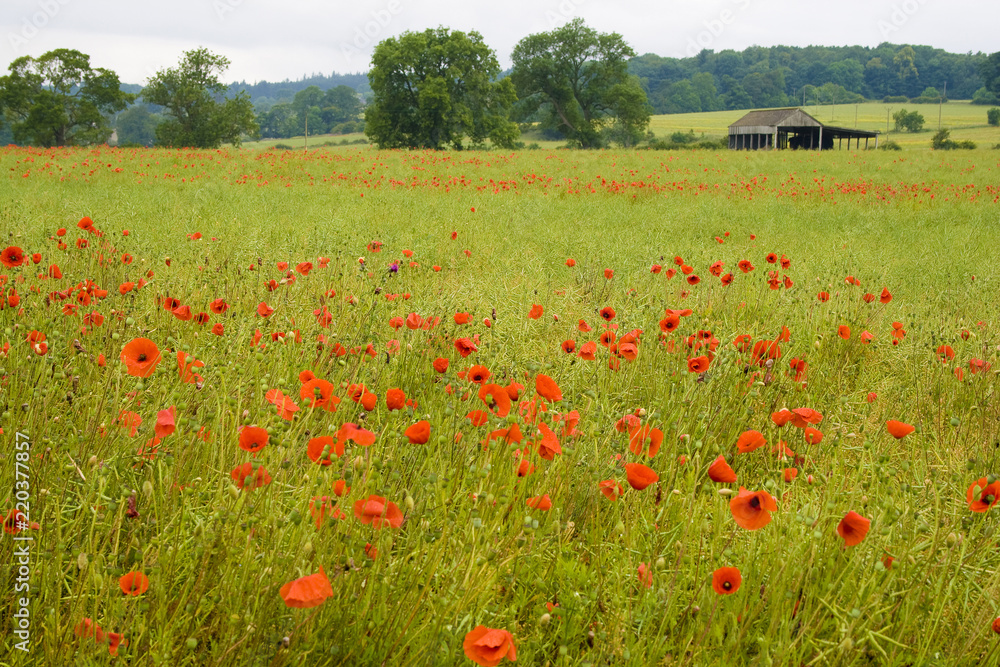 Poppies in a field