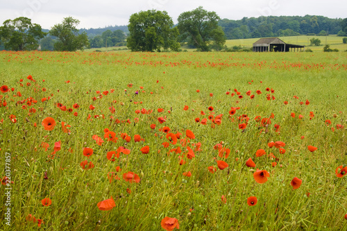 Poppies in a field