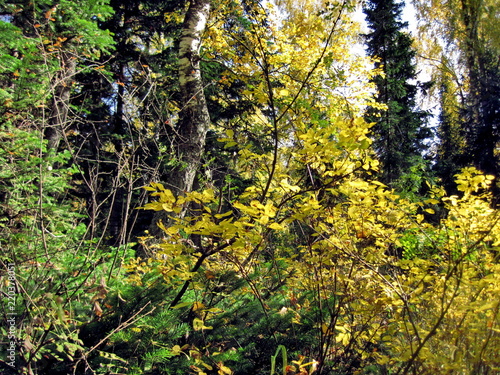 Fototapeta Naklejka Na Ścianę i Meble -  autumn forest in siberia