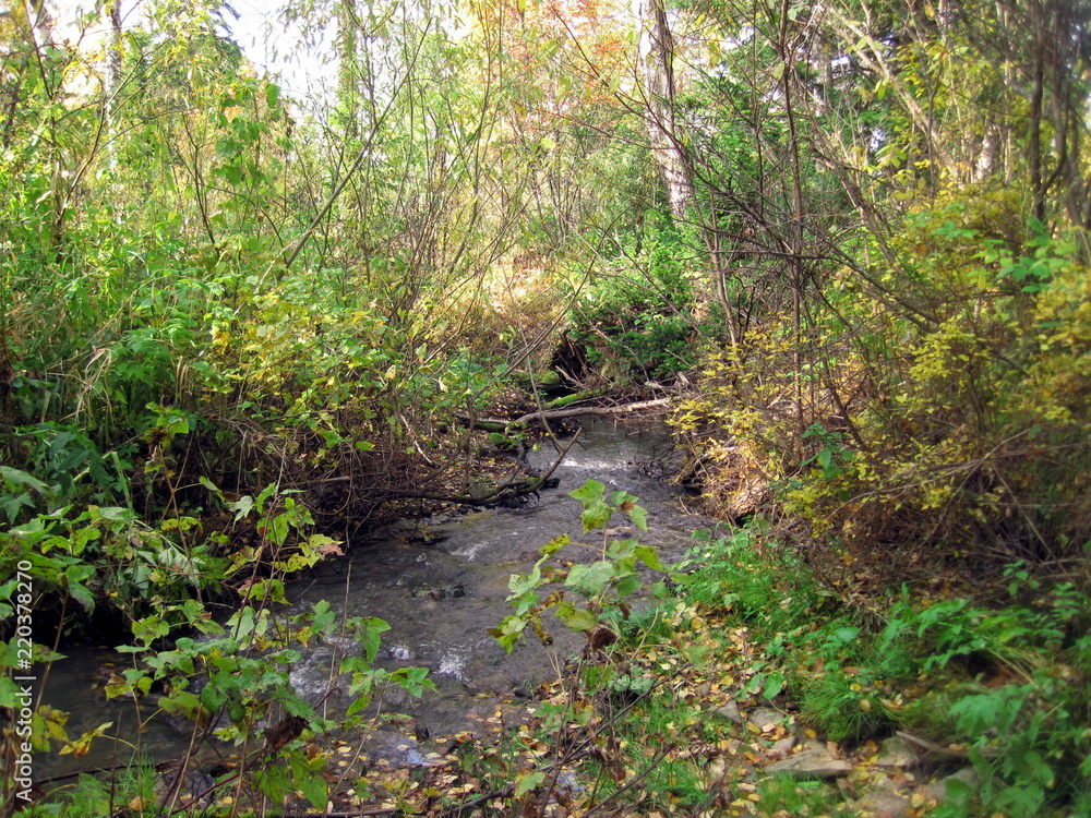 Fototapeta premium autumn forest in siberia