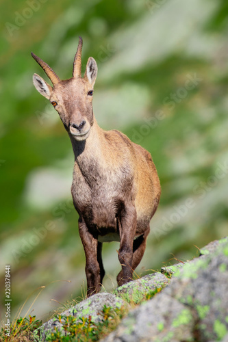 Ibex among the rocks and meadows of the Alps of northern Italy