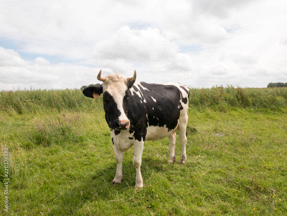 Cow look Like Pink Floyd Album