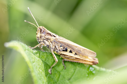 Brauner Grashüpfer - Chorthippus brunneu - Meadow Grasshopper - male,.resting on a leaf
