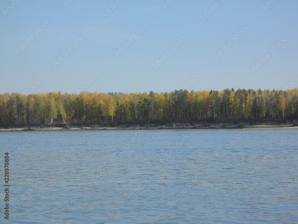 Fototapeta premium siberian autumn forest
