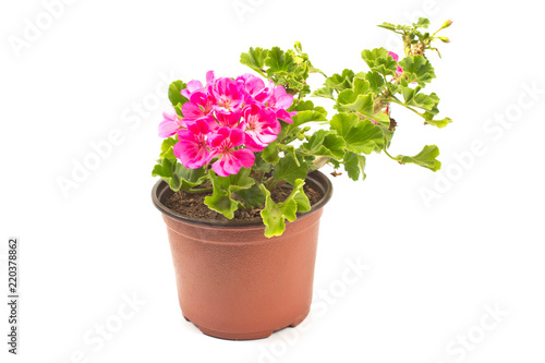 Fototapeta Naklejka Na Ścianę i Meble -  Geranium pelargonium flower in pot isolated on white