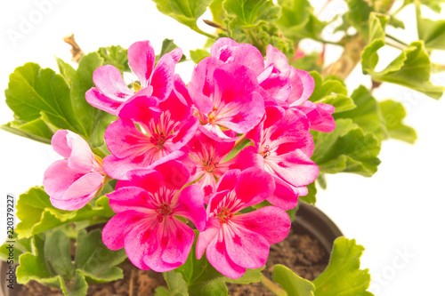 Fototapeta Naklejka Na Ścianę i Meble -  Geranium pelargonium flower close up on white background