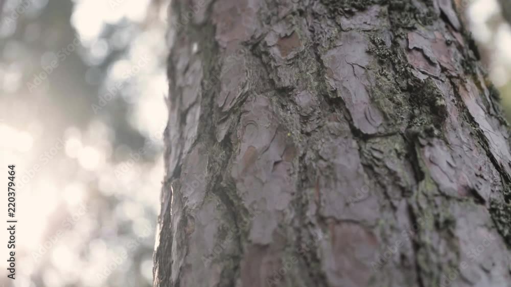 Capturing morning sunflares and pine bark in Sweden. Capturing morning sunflares and pine bark in Sweden.