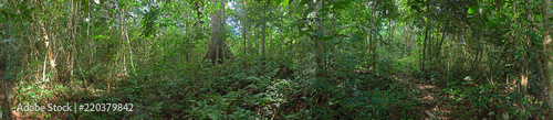 Brazilian Amazon Forest in the Xixua  -Xiparin   reserve
