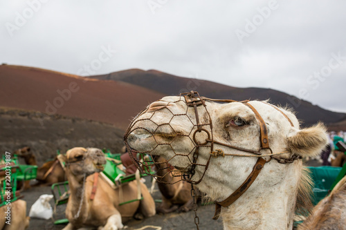 Camel in the Timanfaya park - Lanzarote photo