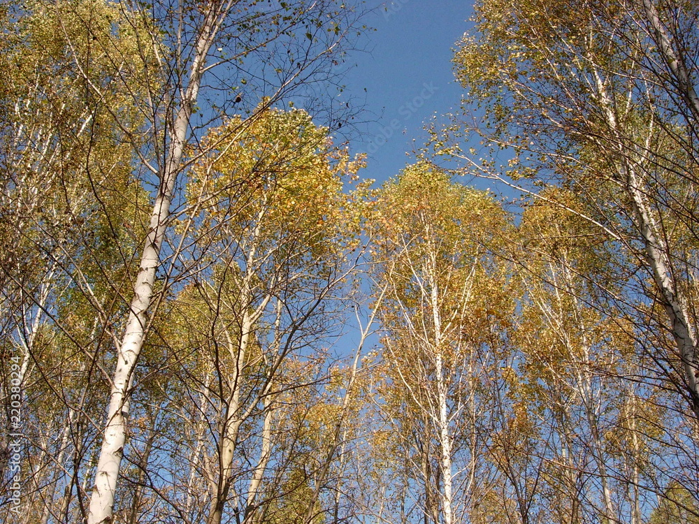 siberian autumn forest siberian autumn forest