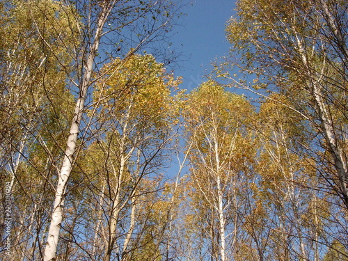 siberian autumn forest