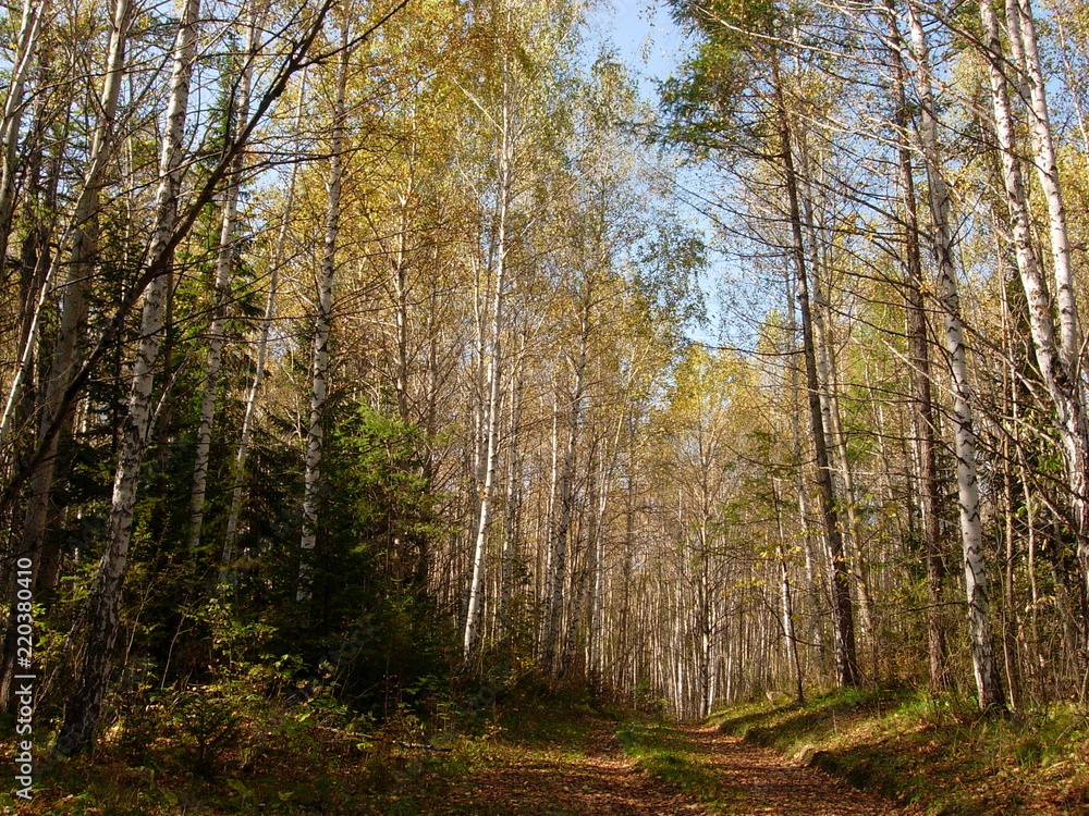 Siberia autumn forest