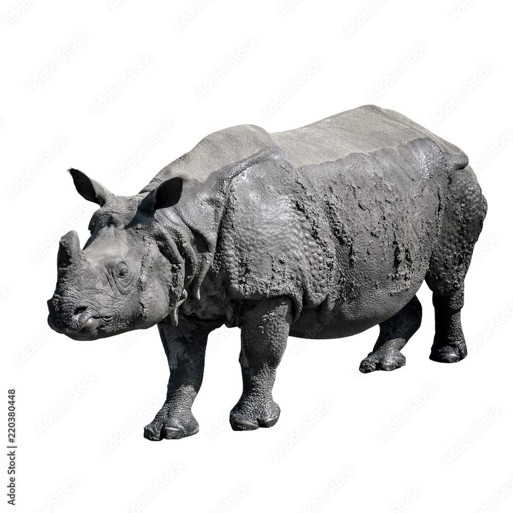 Fototapeta premium Rhino isolated on white background.