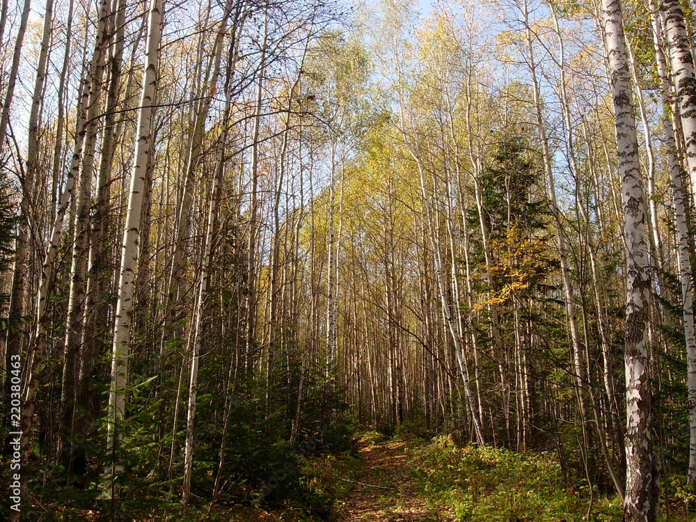 Obraz premium Siberia autumn forest