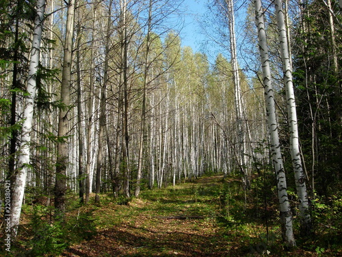 Fototapeta Naklejka Na Ścianę i Meble -  Siberia autumn forest