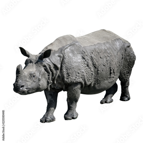 Rhino isolated on white background. © artbox_of_life