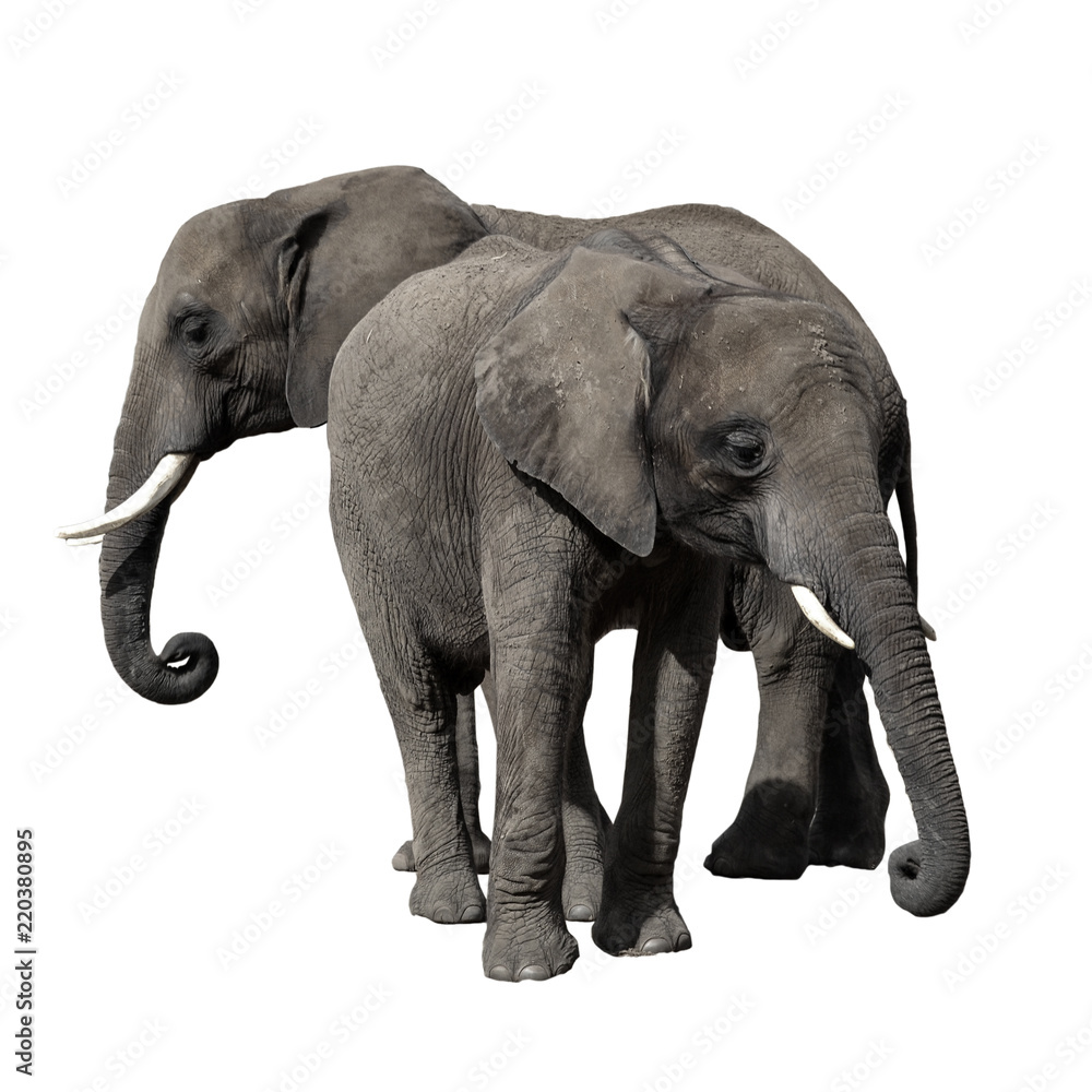 Fototapeta premium Two African Elephants isoled on white background.