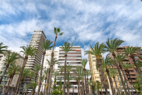 Modern residential block buildings behind traditional local breed of palm trees in the center of Alicante, Spain.  
