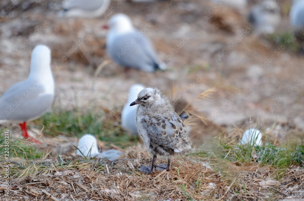 Fototapeta premium Red-billed Gull chick near Dunedin, South Island, New Zealand